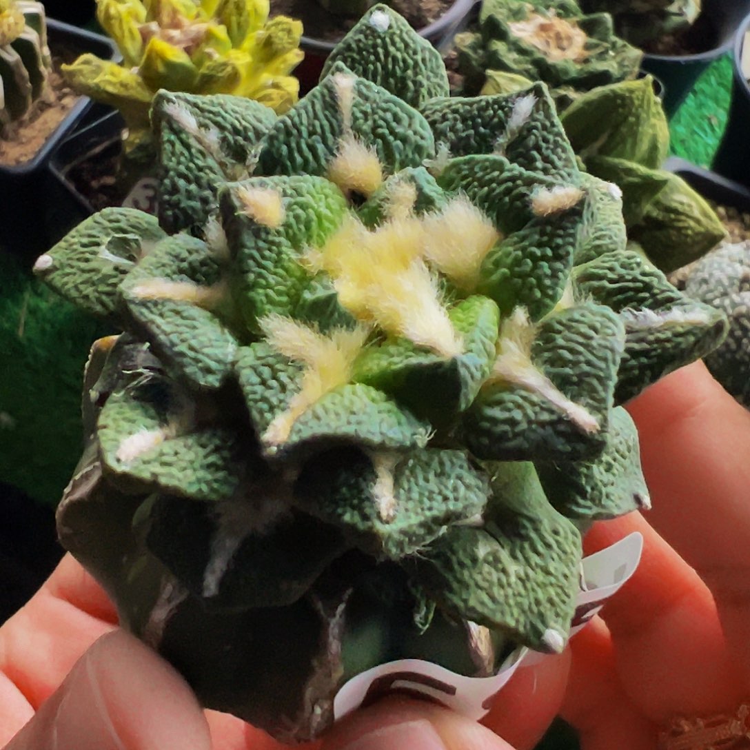 无花朵大尤黑牡丹锦585