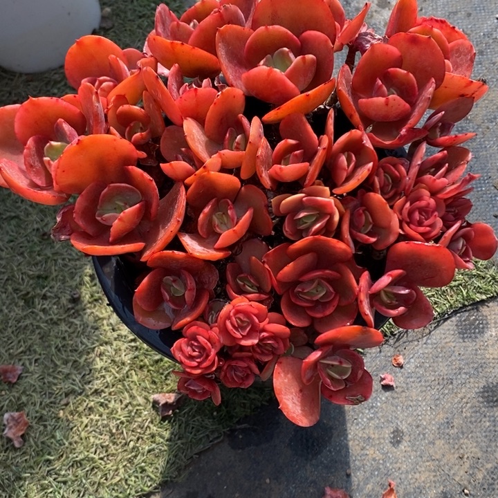 精控秀妍4年以上老桩