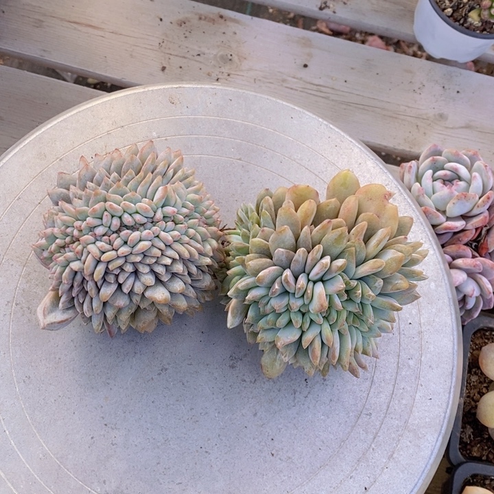 牛***嘞缀化一颗11111111763