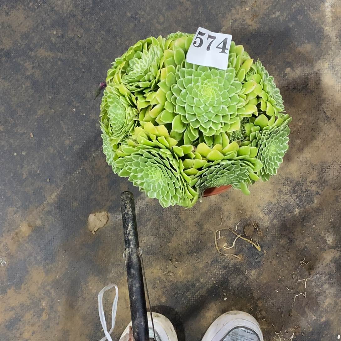 翡翠冰574多肉法师植物