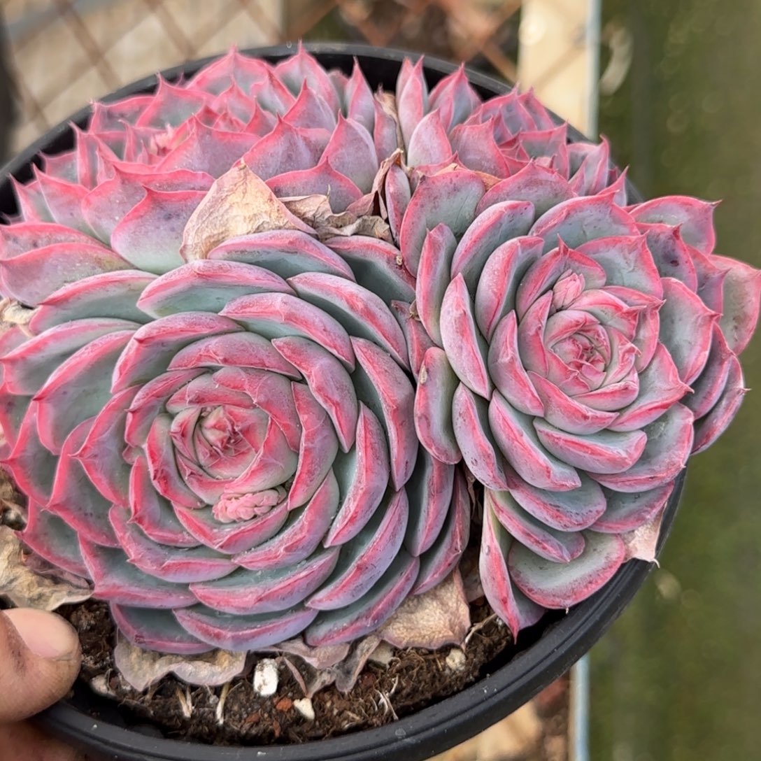 侧影多肉植物多肉植物