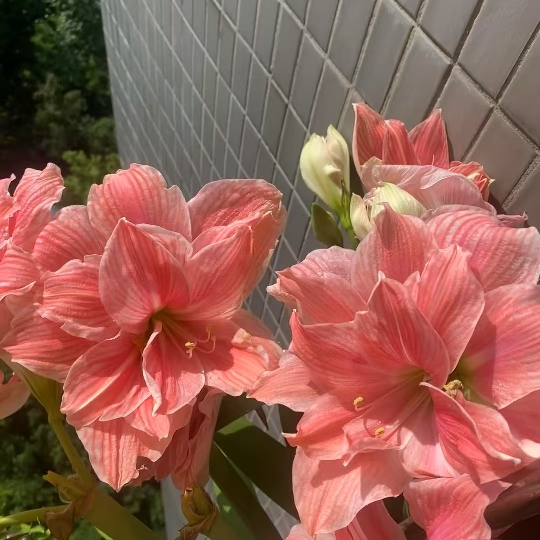 包对版【甜蜜妮芙】荷兰朱顶红种球裸根