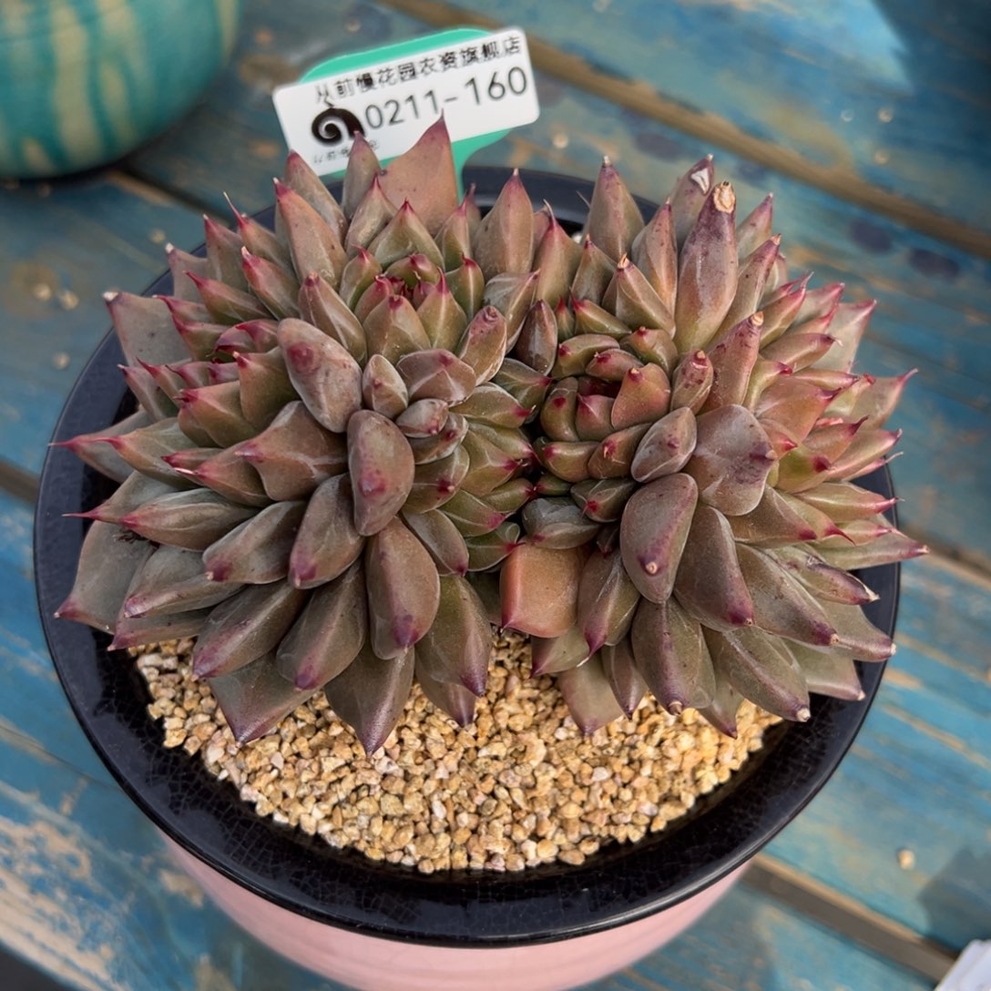 从前慢多肉精选编号0211.160