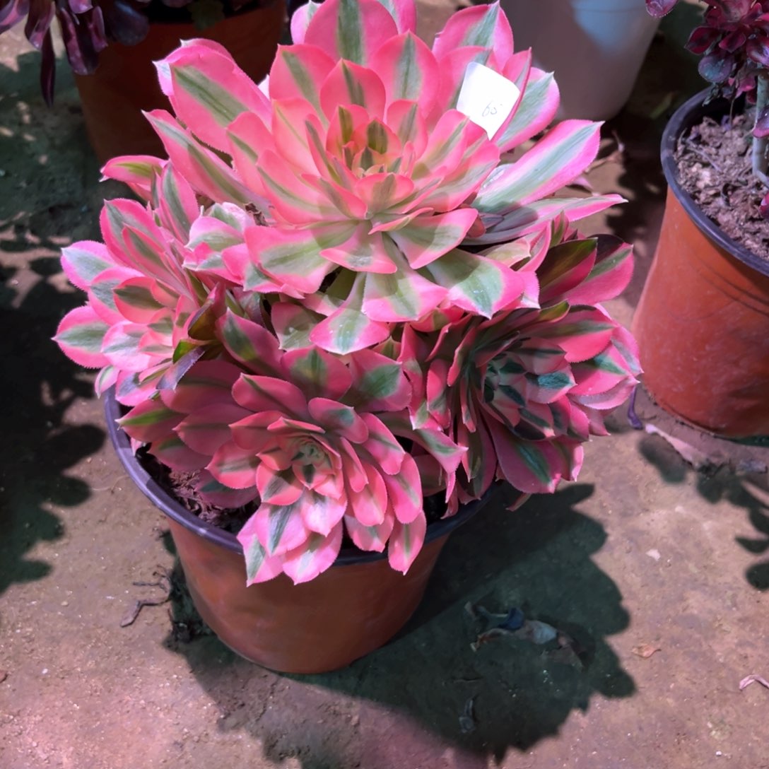 多肉植物女巫607