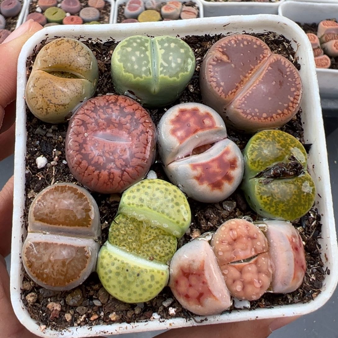 1.19好看的多肉737