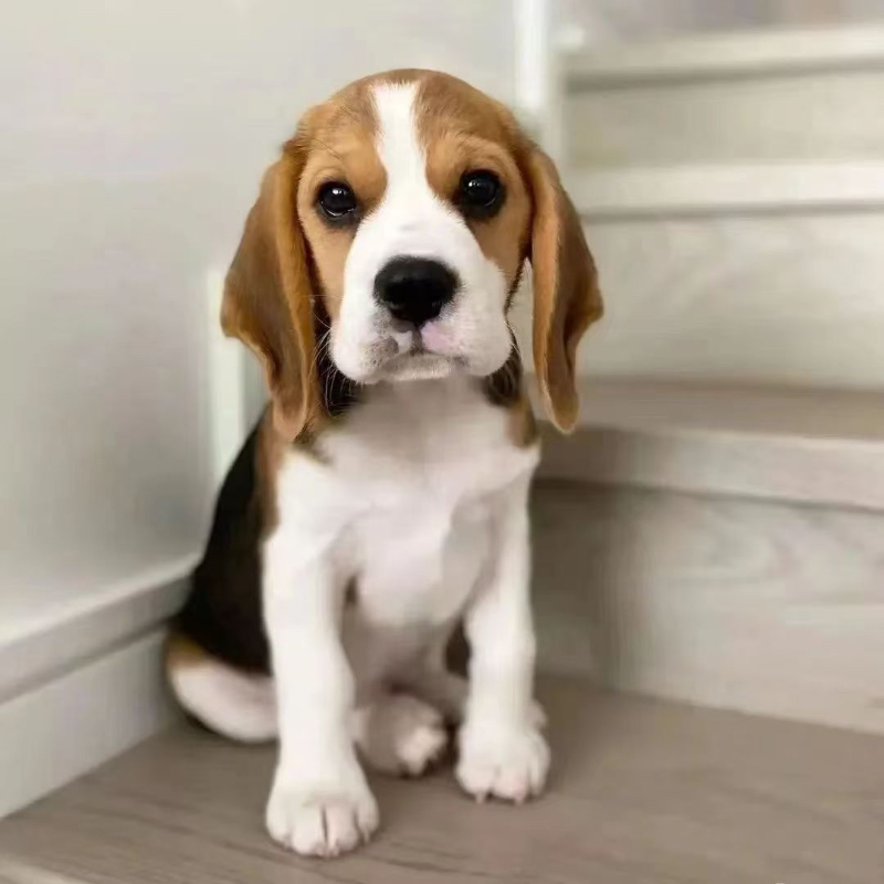 可爱比格犬幼犬小型猎犬大耳朵聪明听话