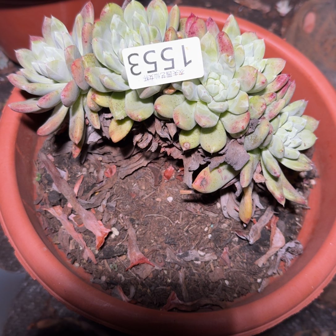 3代杂交仙女杯多肉福利