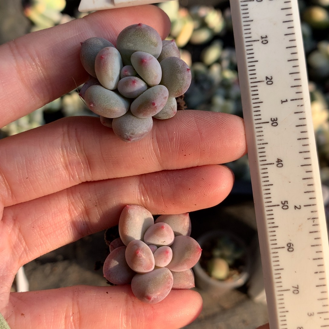 蹦****给哈狗和高后给两个