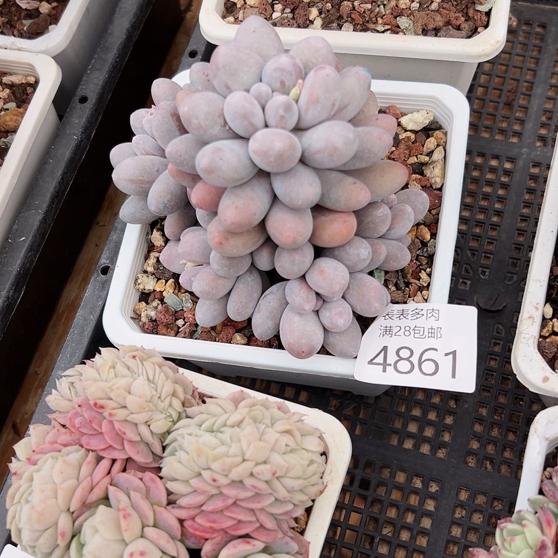 9号上**水我们的确是4861