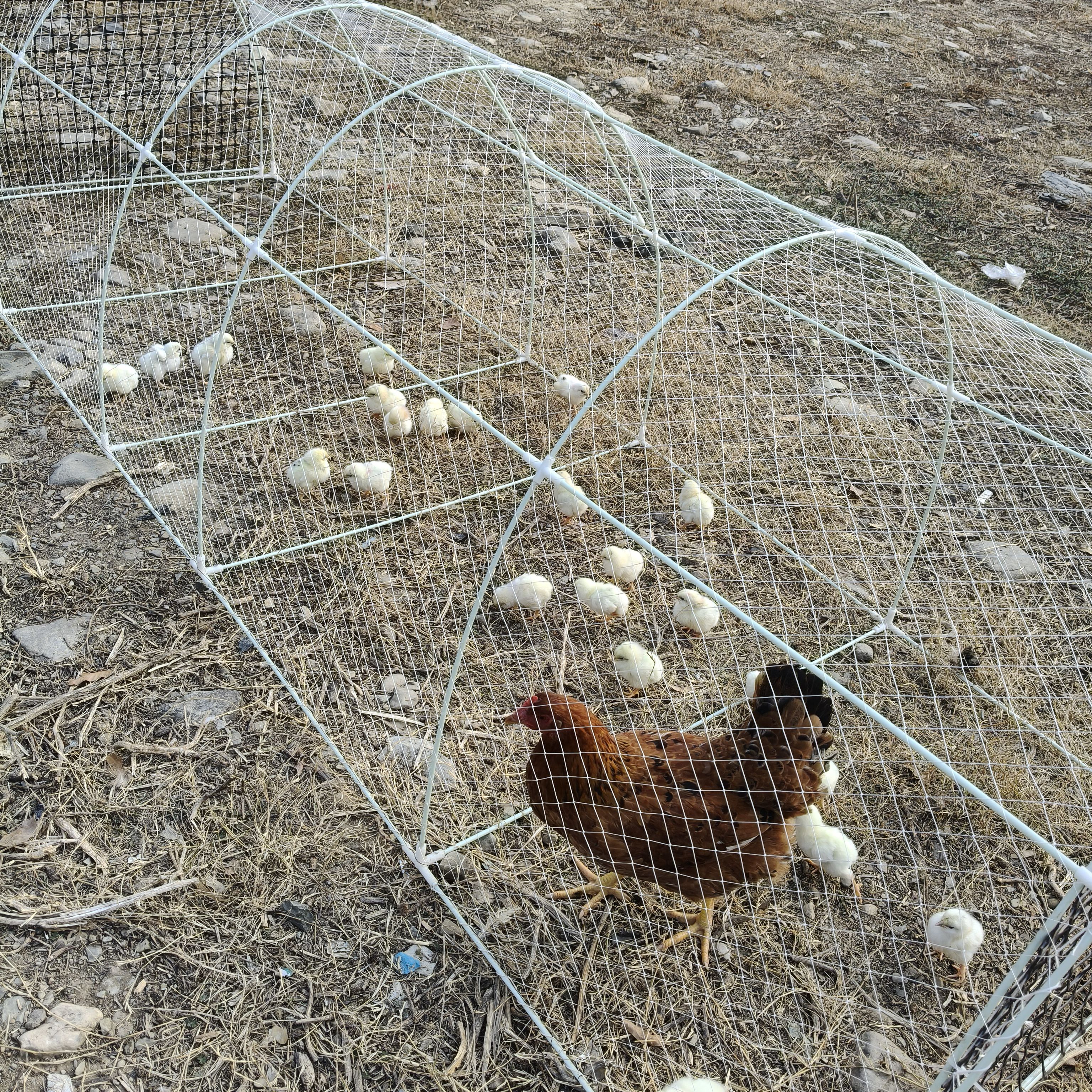 加强款家禽养殖笼鸡鸭鹅鸽户外围栏可重复换网养狗猫兔子种花种菜