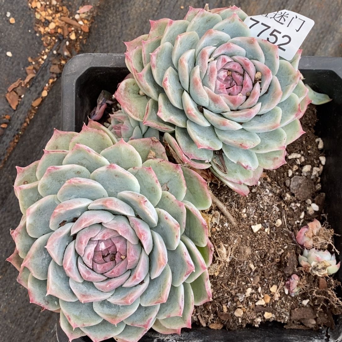 ****园不包整散掉头~7752~15厘米