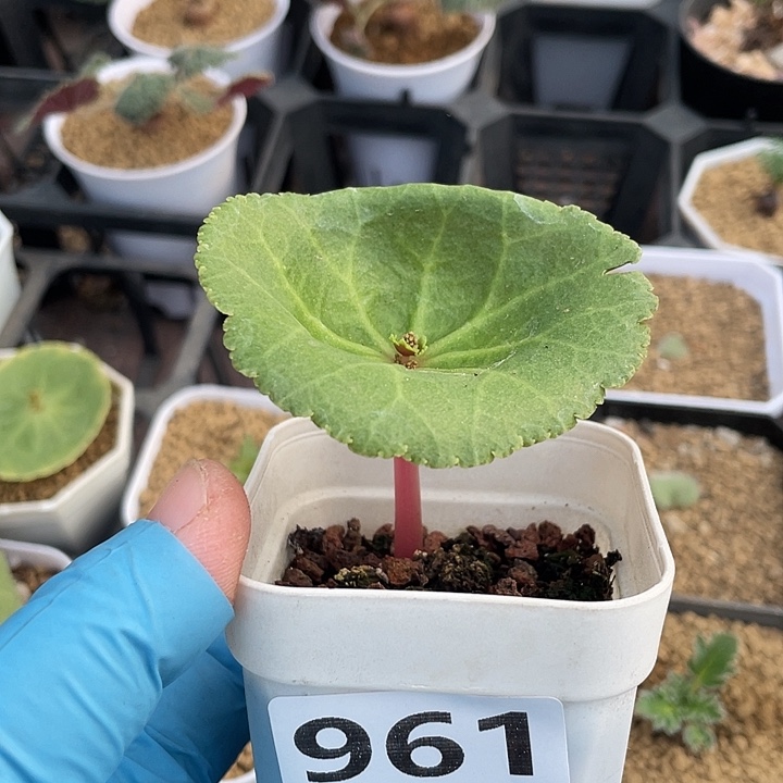 961小酒杯块根植物