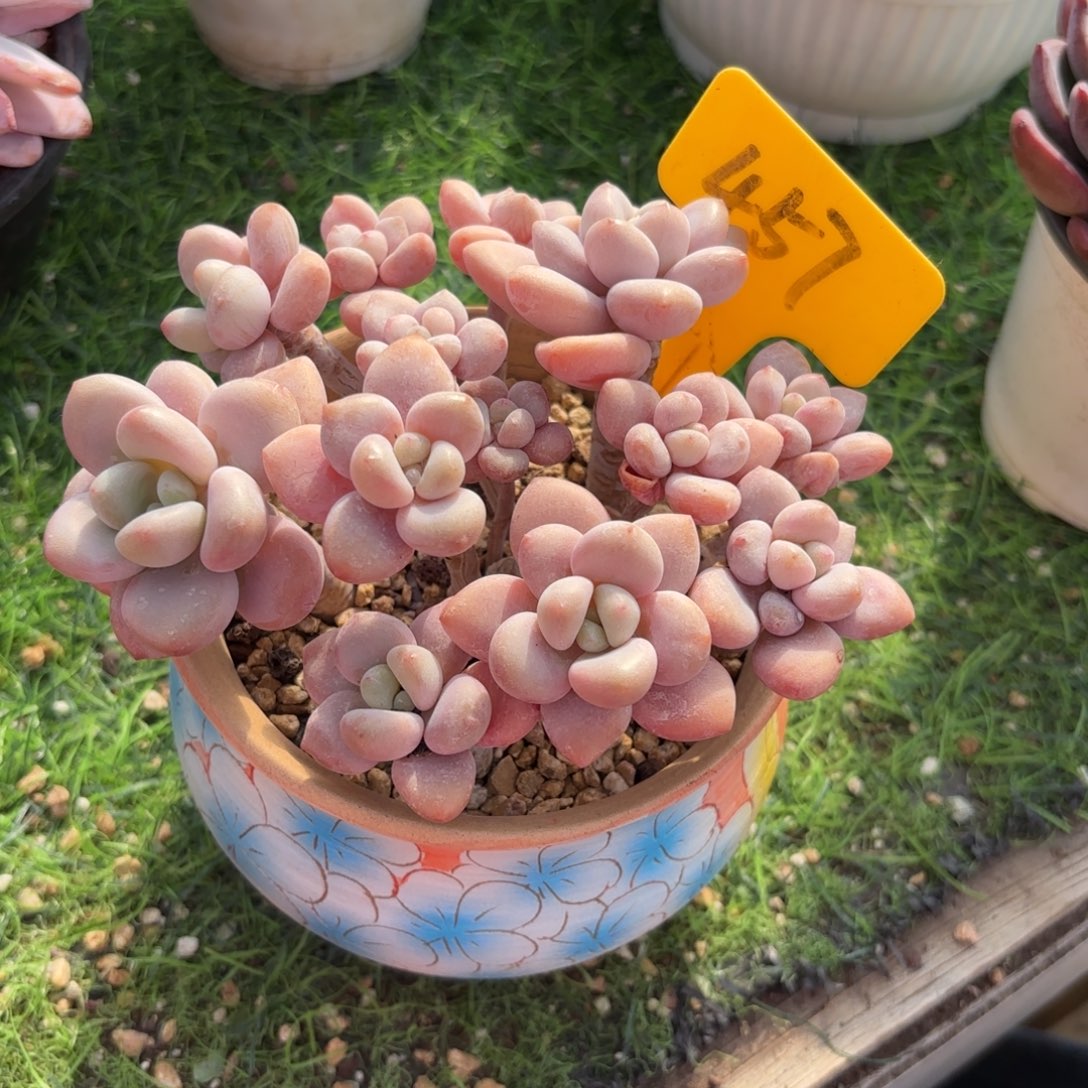 杰***笨457fghjjjkkkkkkk多肉