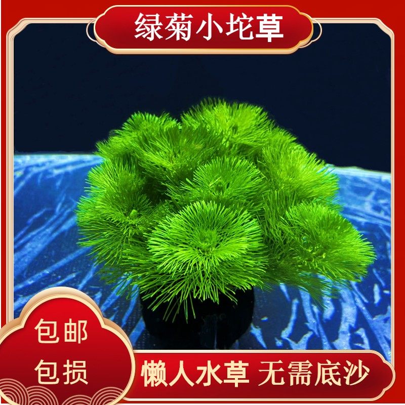 绿菊小坨草缸鱼缸造景水草绿植无土懒人水培增氧淡水草阴性活体植