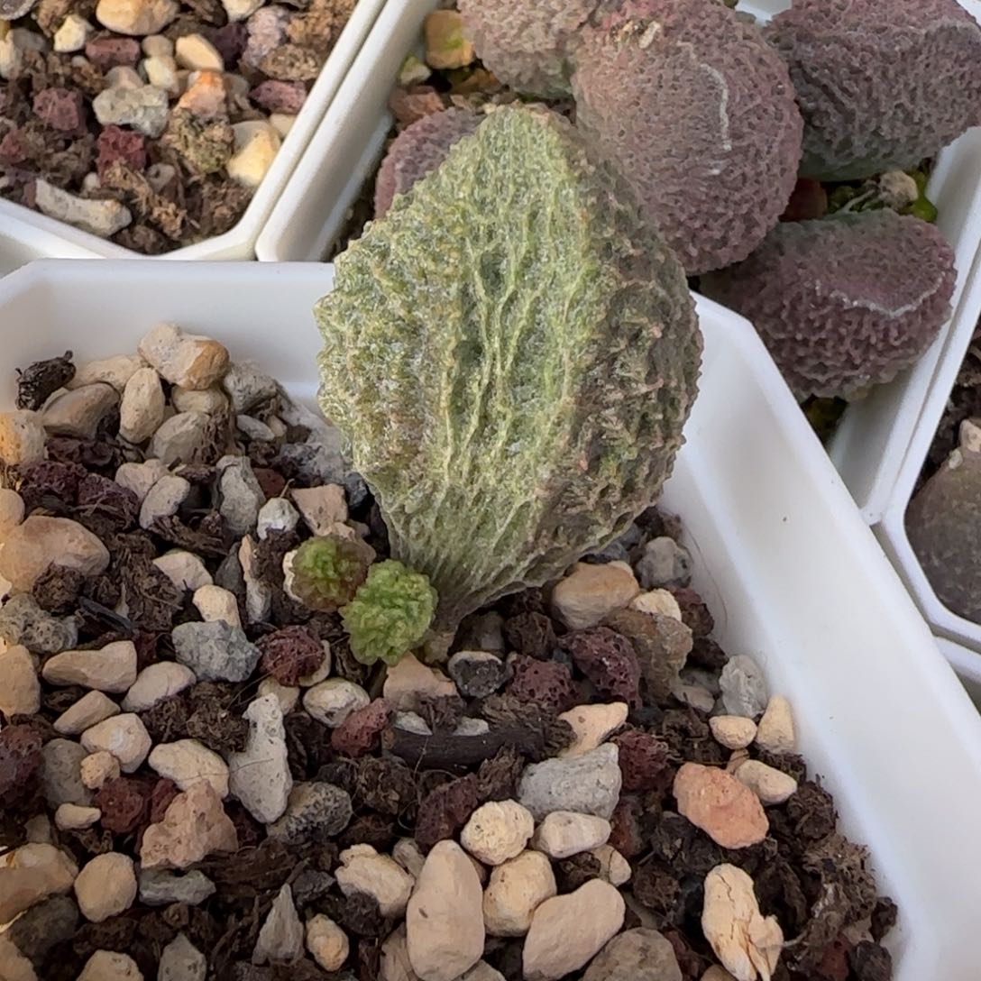 光轮水泡多肉植物水泡