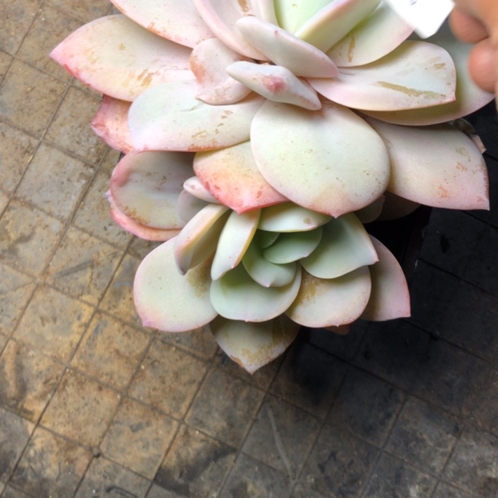 暴****?84////////////////