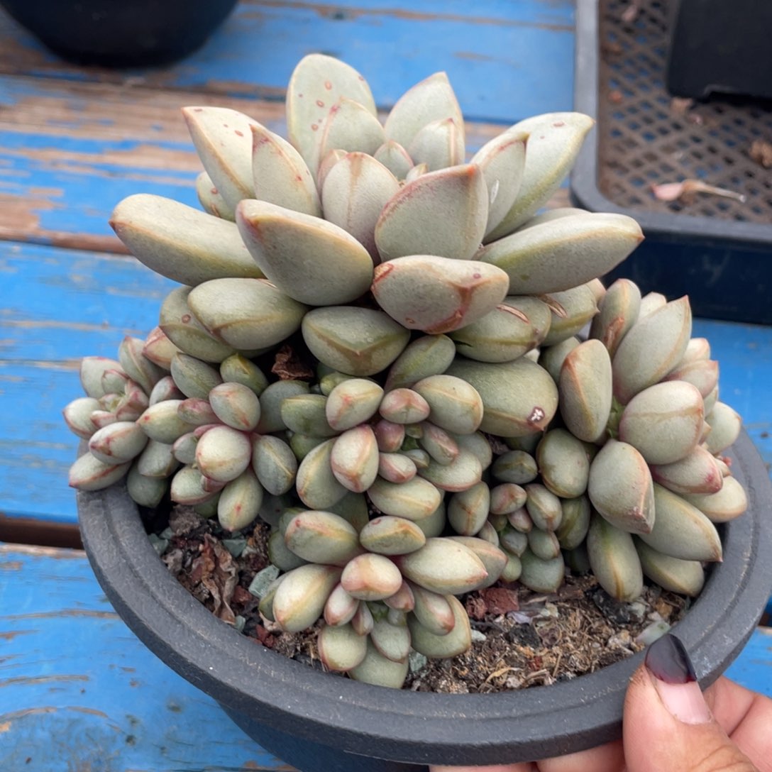 葡萄手捧无砍112