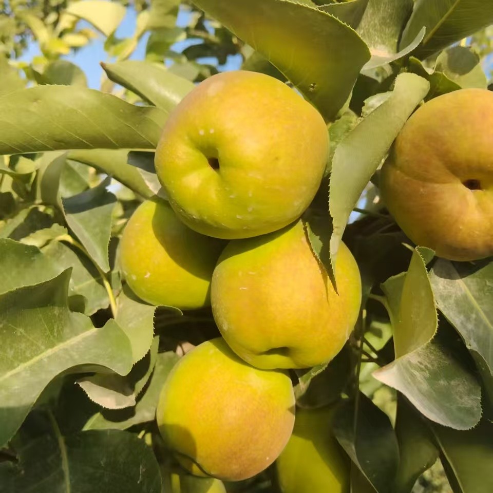 脆甜正宗新疆库尔勒香梨新鲜当季水果香梨一整箱香酥薄皮汁多又甜