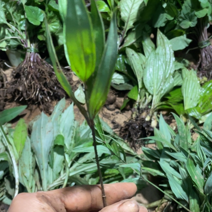 不开花植物不开花植物