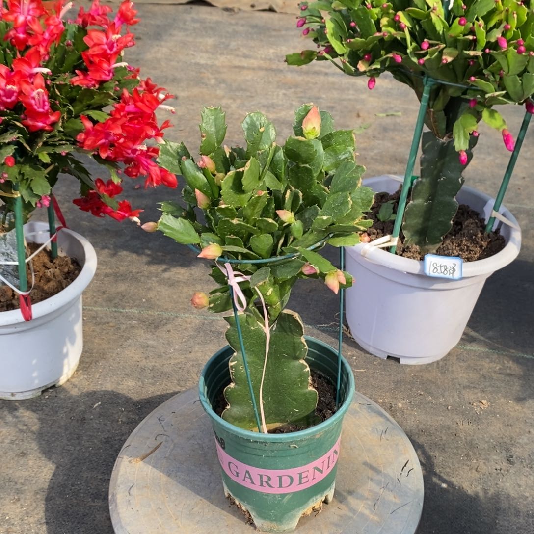 *****完全开放三色蟹爪兰7657