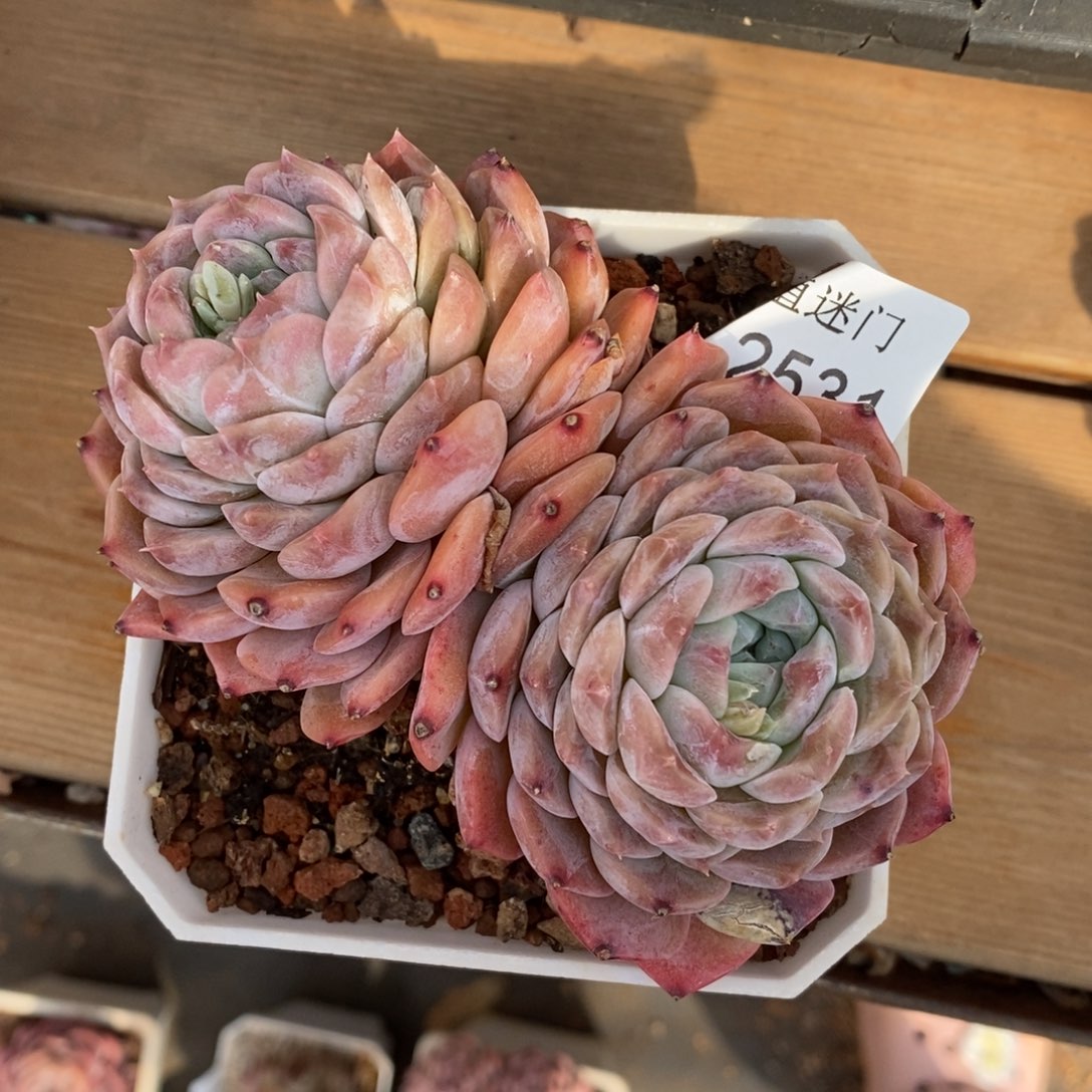 绮****师杂交精品多肉2531