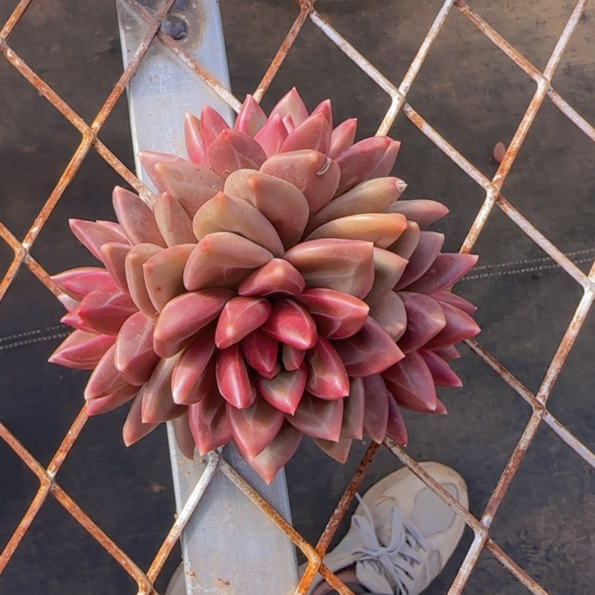 【闪购商品】四头迷雾泡泡39.9