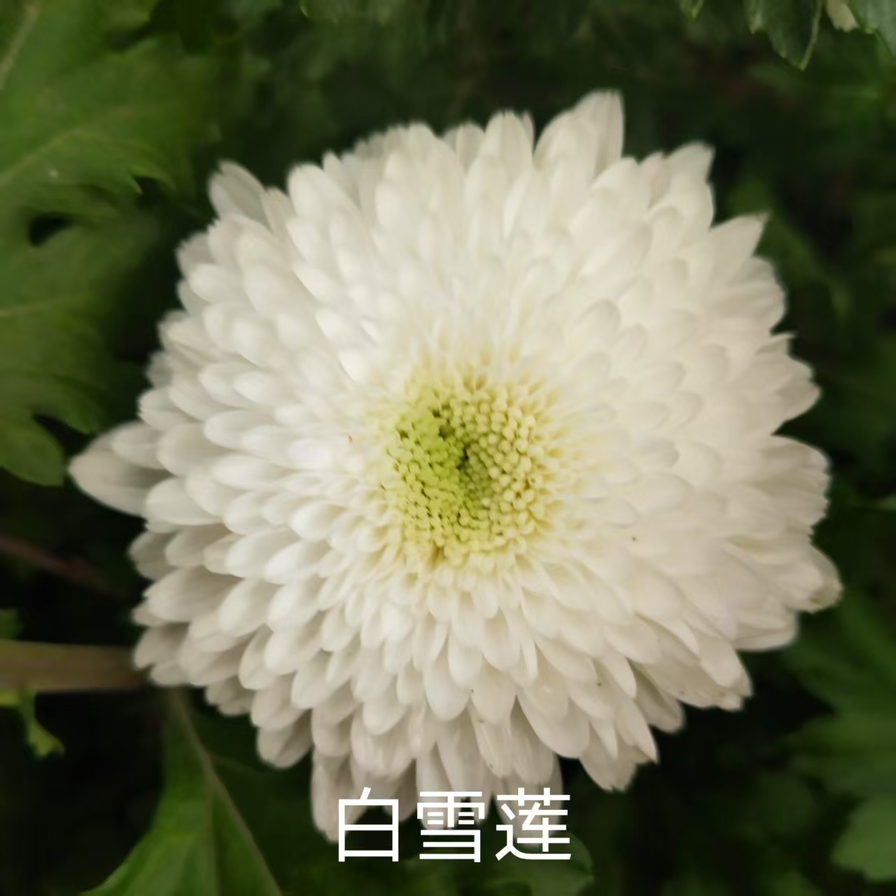 白雪莲，2棵菊花小苗，穴盘苗