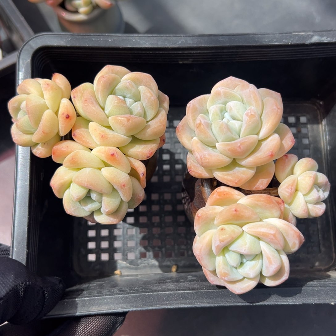 俩个三头冰玉带盆1380