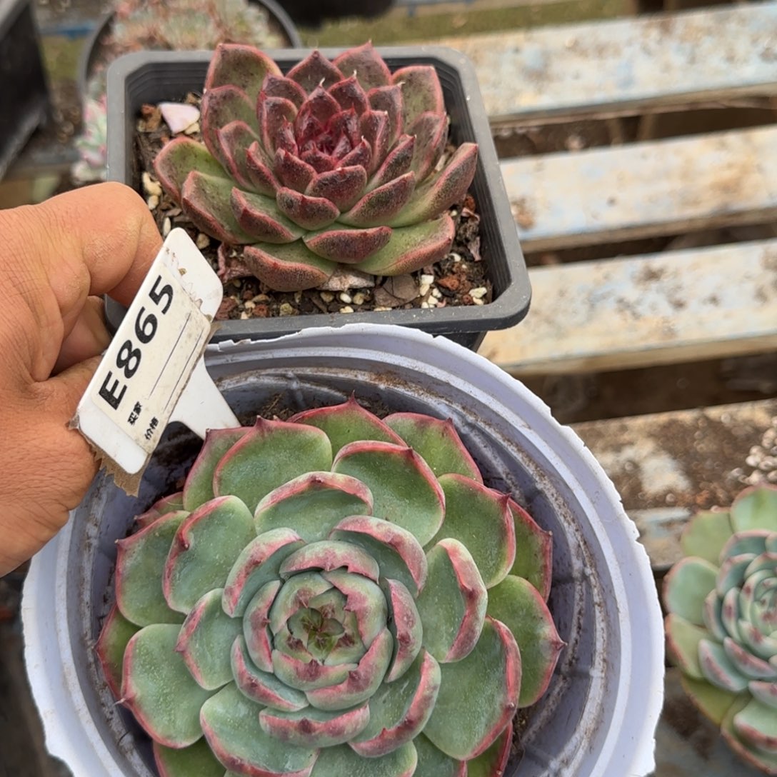 2个一物一拍包装收缩花旱