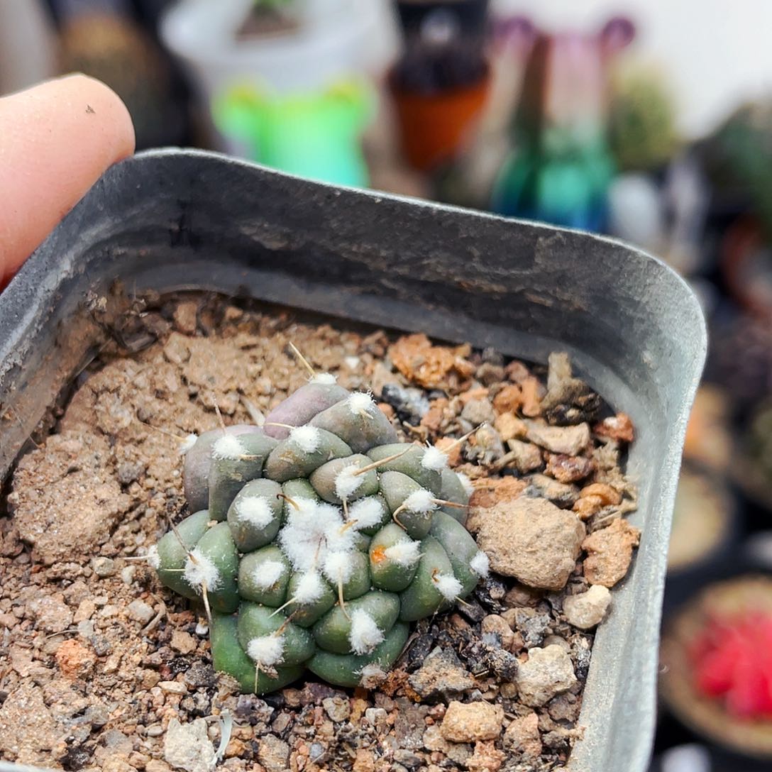 非偏远地区满25包邮仙人球