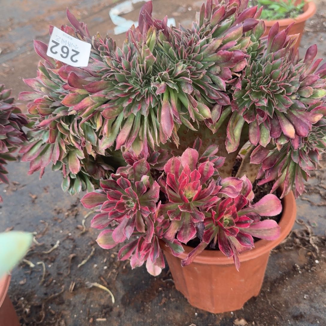 262粉女神缀化多肉植物满28包邮