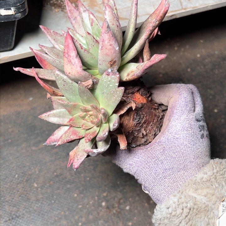 1305伊静思哈哈哈哈哈哈哈