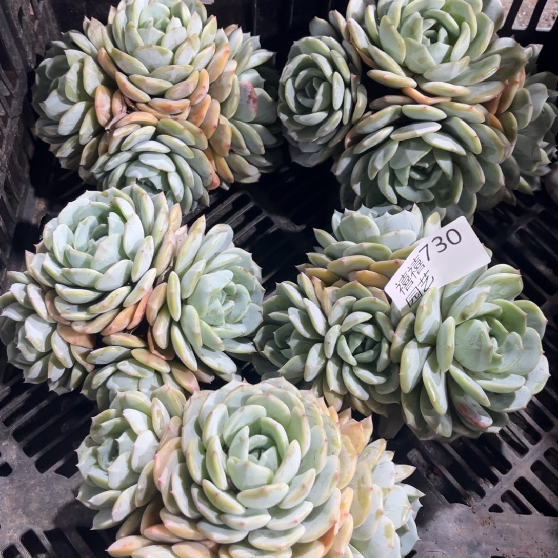 730劳林老庄如图5颗多肉植物