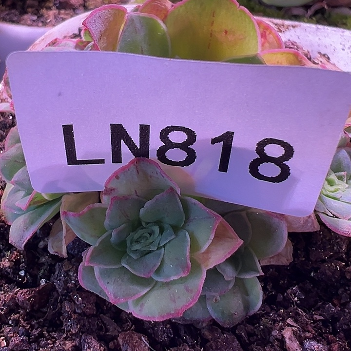 风***玲露妮杨杨818蕾丝不知名侧芽