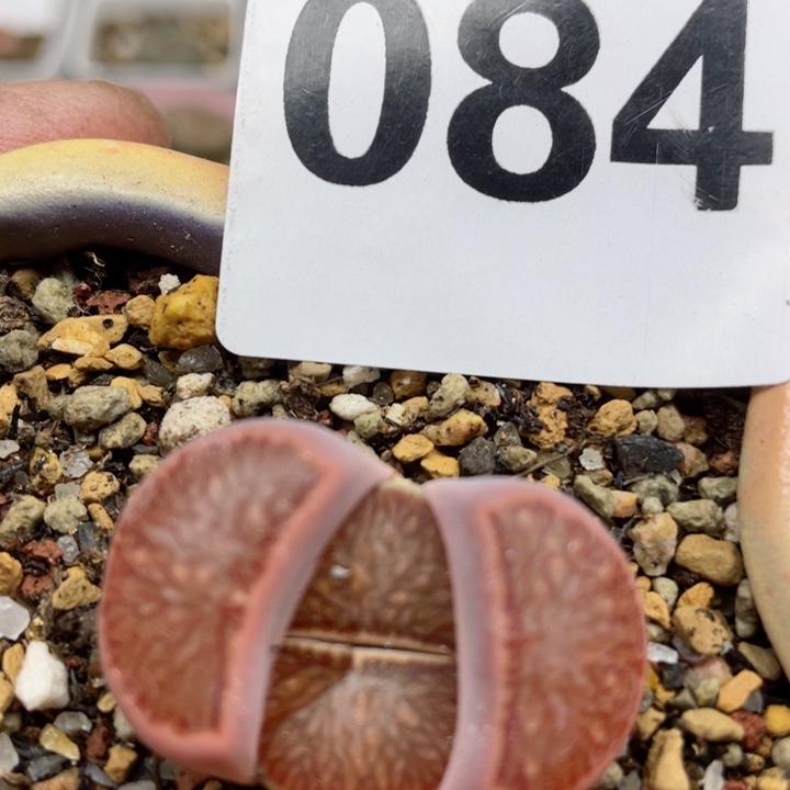 春****子084岛田红窗菊母本脱土