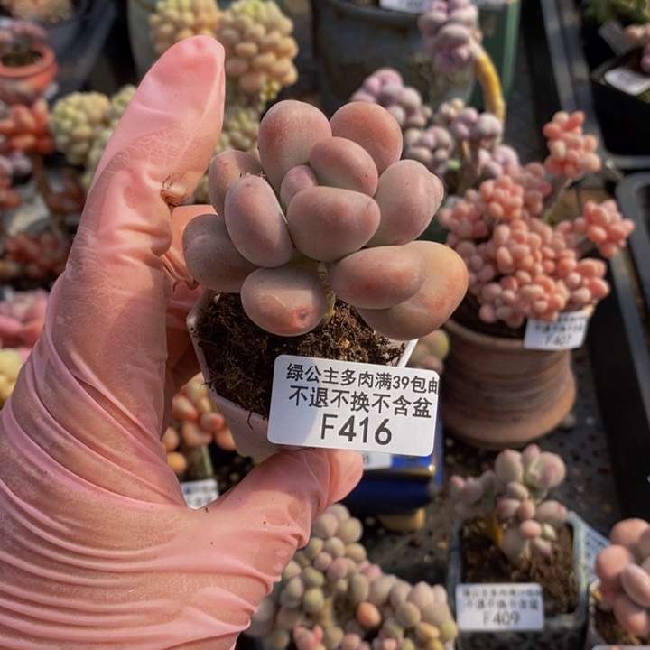 橙雪球单头416多肉植物