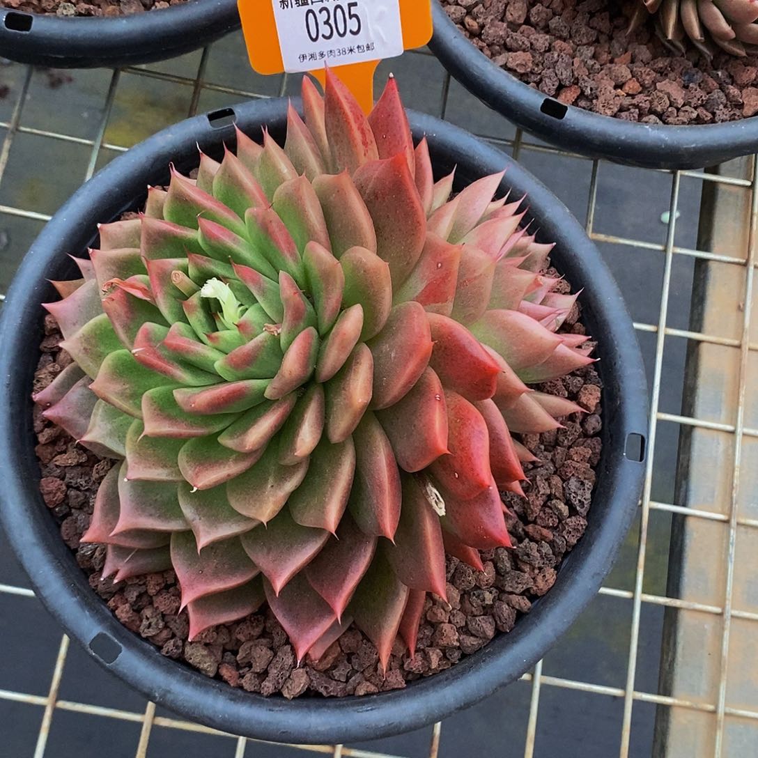 麦秆0305。          