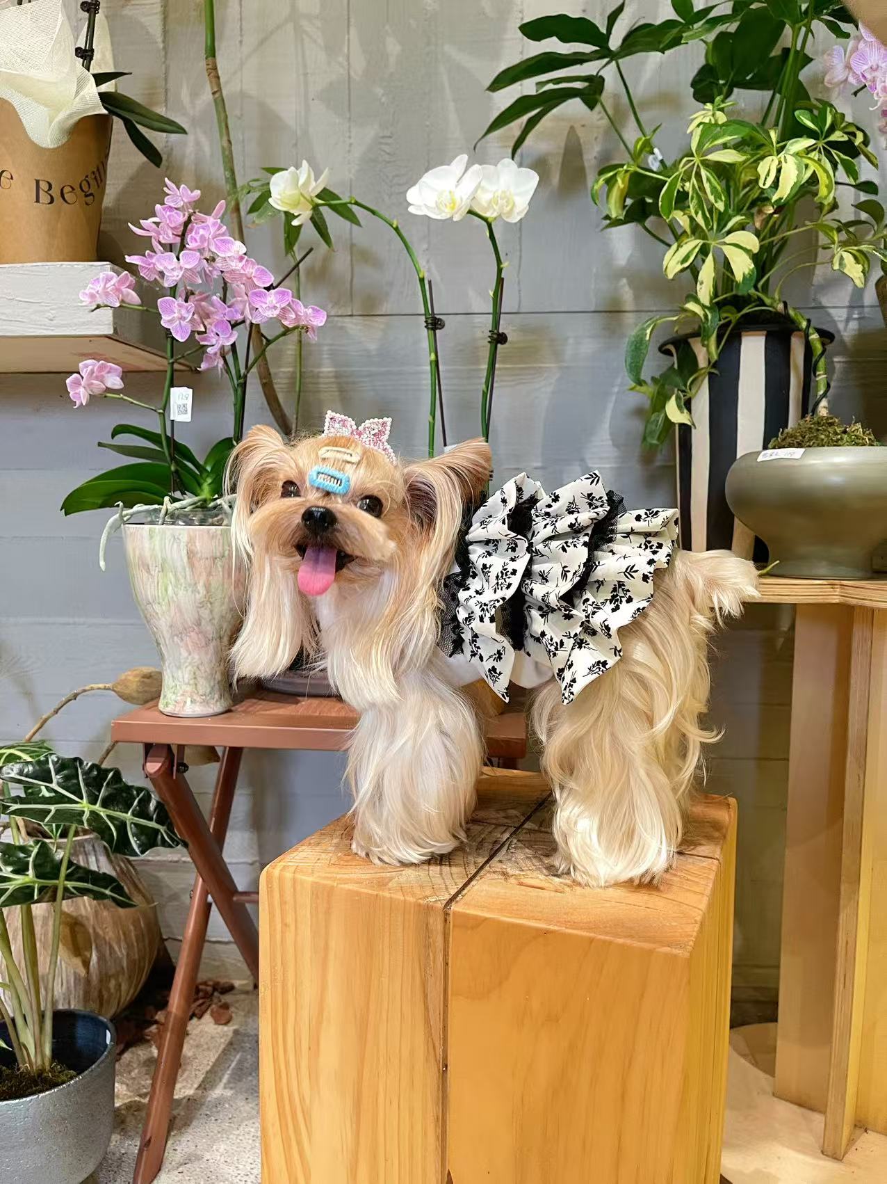 pH7S 宠物碎花蛋糕裙小型犬大型犬服装定制手工制作（新）