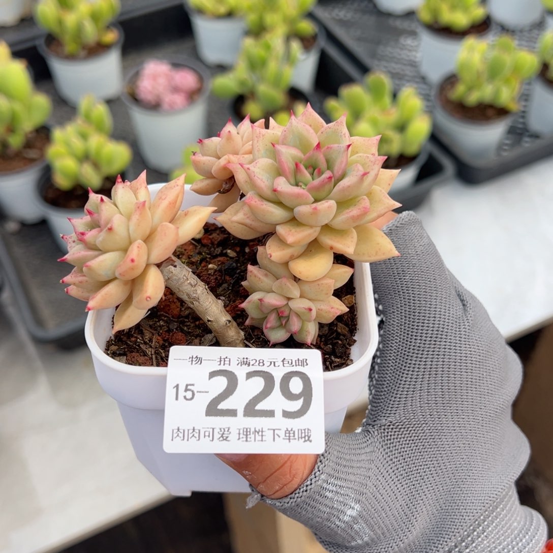 黄金璀璨多肉多肉多肉多肉