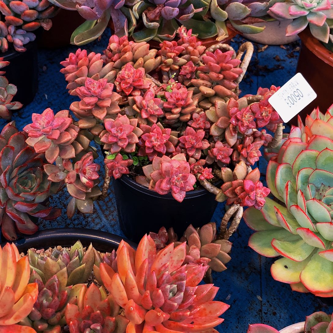 诗***意   姬笼月多肉05003