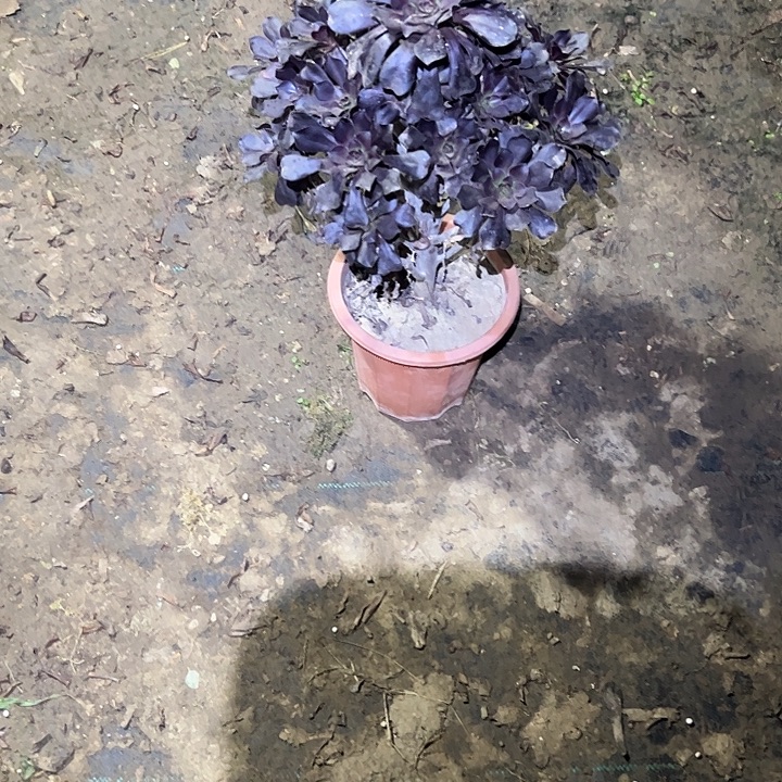 不包侧枝一物一拍39