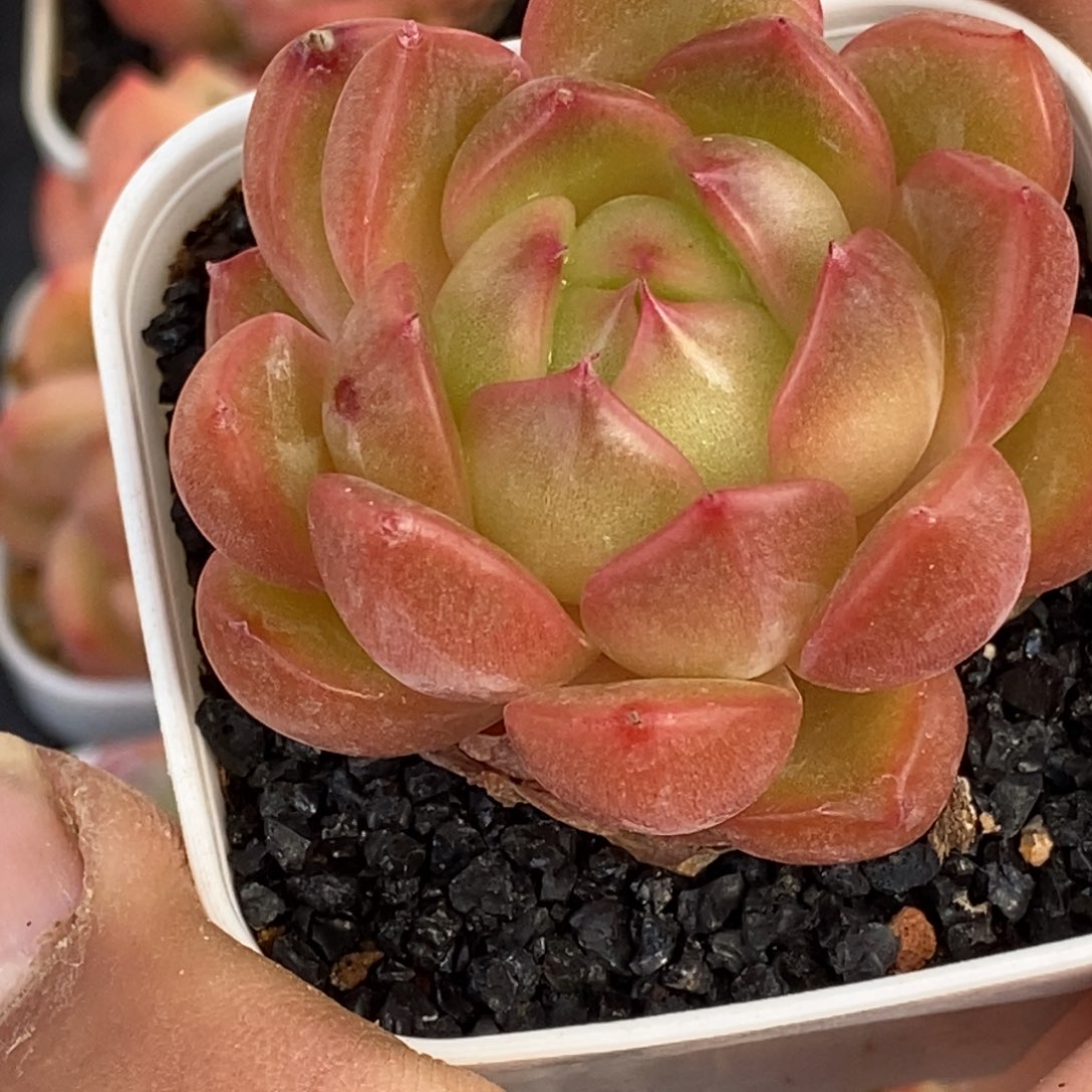 天官赐福百无禁忌