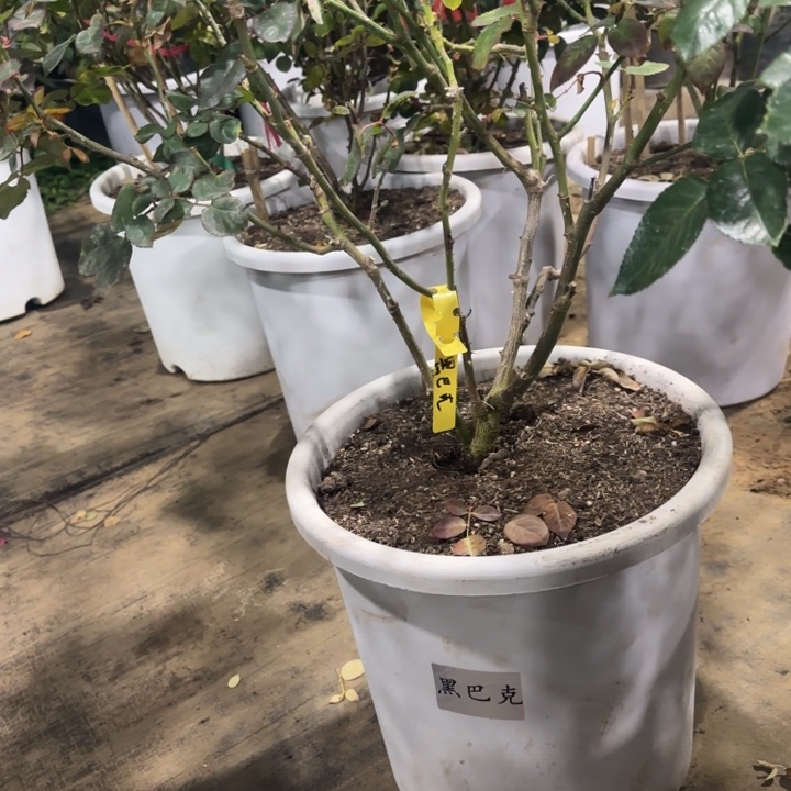 旅***0完全开放精品月季花