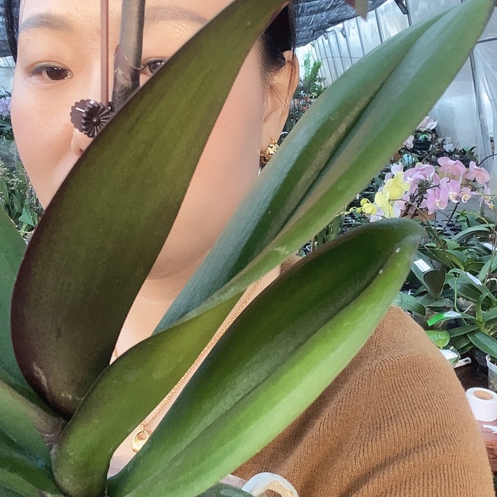 无花朵米歇尔蝴蝶兰