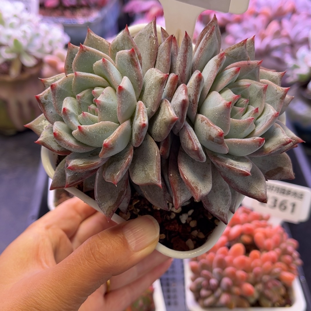 2363 满30包邮天冷地区必拍保温箱