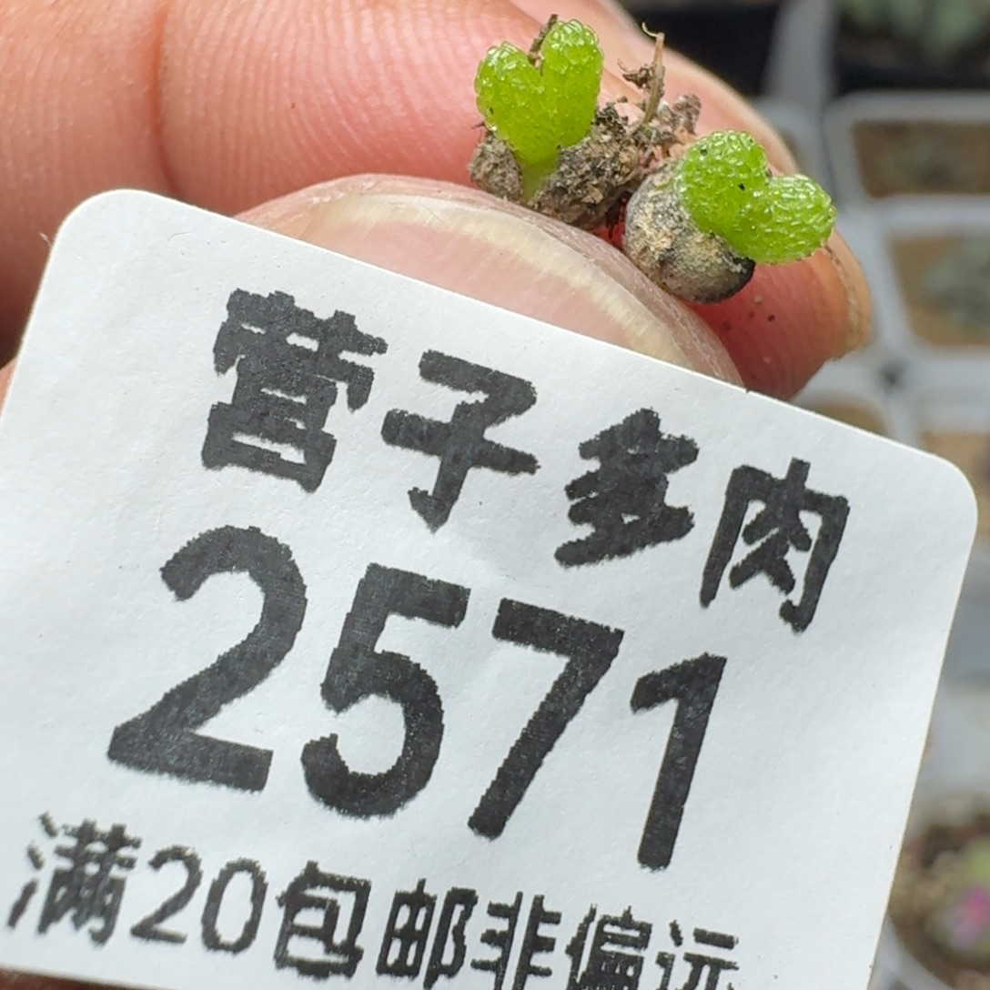 妖奇玉。             