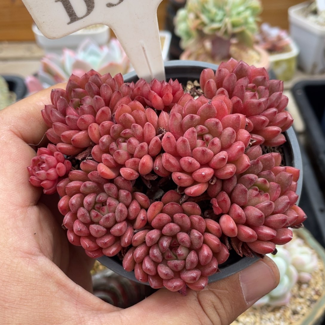 517红宝石不带盆9厘米