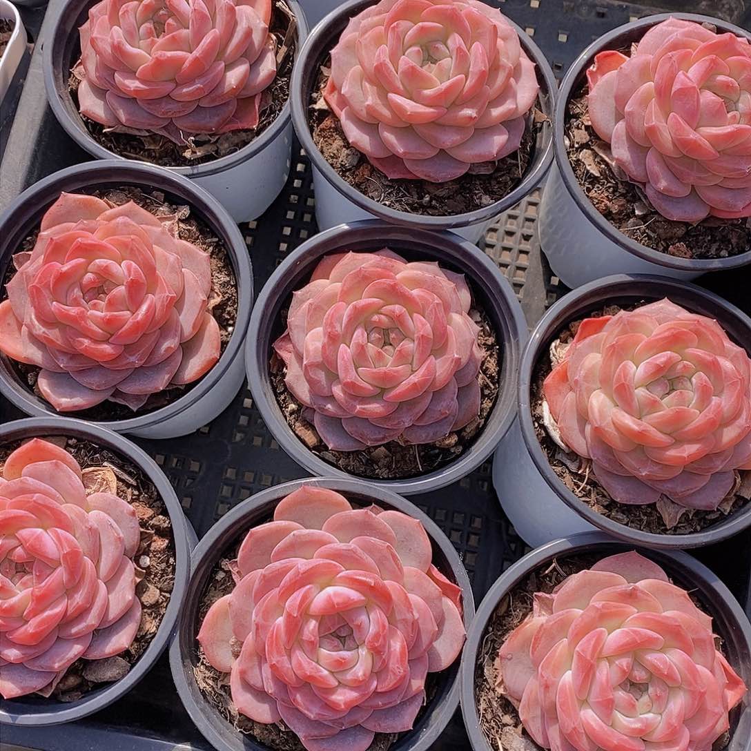 0128-雪芙蓉大单头一颗 量拍