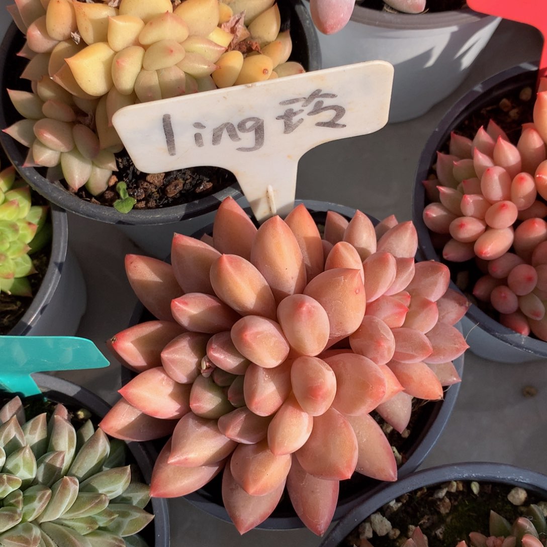 诗经球7272727273773