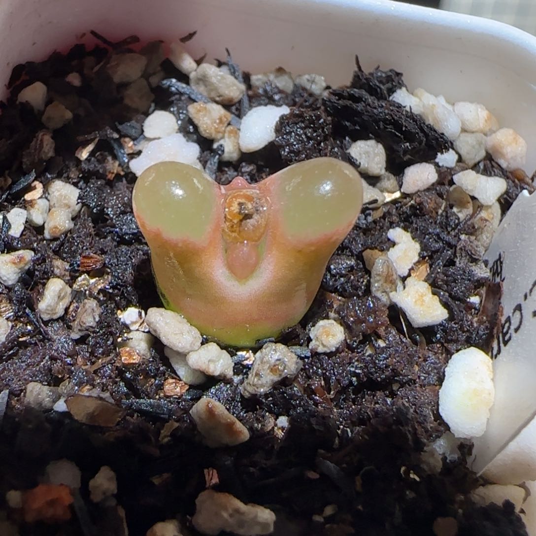 肉锥多肉植物百科-磁铁1203